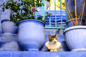 шефшауэн почему синий,куда поехать на выходные в марокко, куда поехать на выходные,шефшауеэн, шефнауэн марокко, достопримечательности шефшауэн