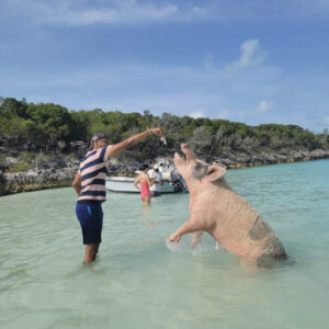 Остров свиней, остров свиней на Багамах, плавающие свиньи