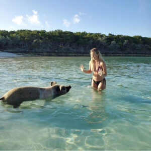 Остров свиней, остров свиней на Багамах, плавающие свиньи
