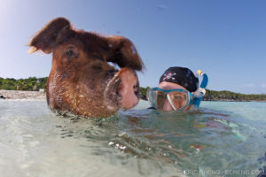 биг мэйджор кэй, биг мэйджор кэй как добраться, плавающие свиньи на багамах видео, куда поехать на выходные, остров свиней, плавающие свиньи