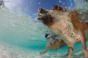 биг мэйджор кэй, биг мэйджор кэй как добраться, плавающие свиньи на багамах видео, куда поехать на выходные, остров свиней, плавающие свиньи