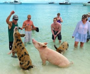 биг мэйджор кэй, биг мэйджор кэй как добраться, плавающие свиньи на багамах видео, куда поехать на выходные, остров свиней, плавающие свиньи