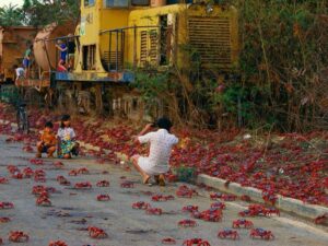 миграция красных крабов, миграция красных крабов на острове Рождества, куда поехать на выходные Австралия,, куда поехать на выходные остров Рождества