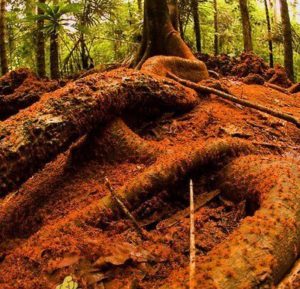 миграция красных крабов, миграция красных крабов на острове Рождества, куда поехать на выходные Австралия,, куда поехать на выходные остров Рождества