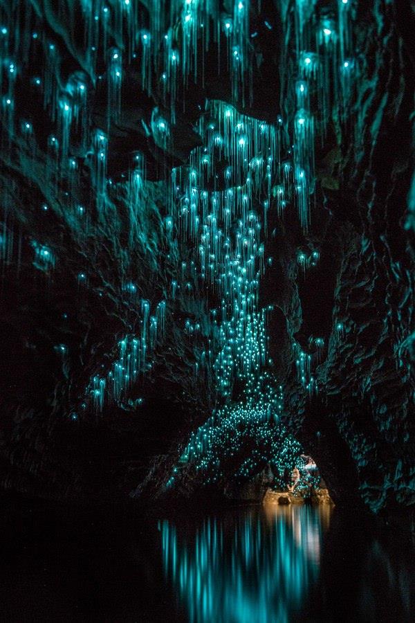 Пещеры Вайтомо (Waitomo Caves),Пещеры Вайтомо Новая Зеландия, куда поехать на выходные в Новой Зеландии, достопримечательности Новой Зеландии, как добраться пещеры Вайтомо