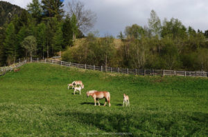 санта мадалена, куда поехать на выходные в европу, куда слетать на выходные в европу, куда поехать на выходные в европе, куда поехать на выходные в италии, santa maddalena деревня, santa-maddalena Италия
