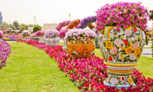 дубайский чудо сад, куда поехать на выходных в дубай, Парк цветов "Dubai Miracle Garden",Dubai Miracle Garden, парк цветов в Дубай, куда поехать на выходные заграницей, куда поехать на выходные в европе