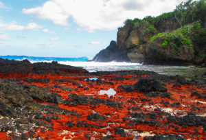 миграция красных крабов, миграция красных крабов на острове Рождества, куда поехать на выходные Австралия,, куда поехать на выходные остров Рождества