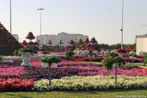 дубайский чудо сад, куда поехать на выходных в дубай, Парк цветов "Dubai Miracle Garden",Dubai Miracle Garden, парк цветов в Дубай, куда поехать на выходные заграницей, куда поехать на выходные в европе