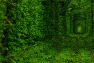 тоннель любви,тоннель любви в разное время года,тоннель любви куда поехать на выходные, куда поехать на выходные украина, куда поехать на выходные Ровны