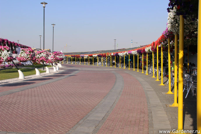 дубайский чудо сад, куда поехать на выходных в дубай, Парк цветов "Dubai Miracle Garden",Dubai Miracle Garden, парк цветов в Дубай, куда поехать на выходные заграницей, куда поехать на выходные в европе