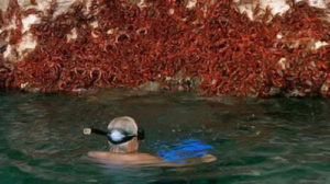 миграция красных крабов, миграция красных крабов на острове Рождества, куда поехать на выходные Австралия,, куда поехать на выходные остров Рождества