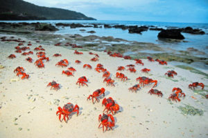 миграция красных крабов, миграция красных крабов на острове Рождества, куда поехать на выходные Австралия,, куда поехать на выходные остров Рождества