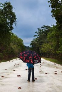 миграция красных крабов, миграция красных крабов на острове Рождества, куда поехать на выходные Австралия,, куда поехать на выходные остров Рождества