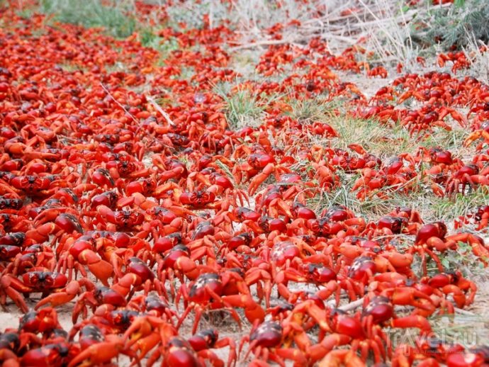 миграция красных крабов, миграция красных крабов на острове Рождества, куда поехать на выходные Австралия,, куда поехать на выходные остров Рождества