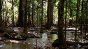 миграция красных крабов, миграция красных крабов на острове Рождества, куда поехать на выходные Австралия,, куда поехать на выходные остров Рождества