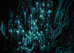 Пещеры Вайтомо (Waitomo Caves),Пещеры Вайтомо Новая Зеландия, куда поехать на выходные в Новой Зеландии, достопримечательности Новой Зеландии, как добраться пещеры Вайтомо