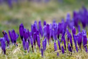 куда поехать на выходные в Украине,куда поехать на выходные в Закарпатье, куда поехать на выходные в Карпаты, Долина крокусов Колочава