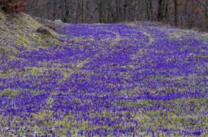 куда поехать на выходные в Украине,куда поехать на выходные в Закарпатье, куда поехать на выходные в Карпаты, Долина крокусов Колочава