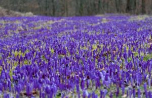 куда поехать на выходные в Украине,куда поехать на выходные в Закарпатье, куда поехать на выходные в Карпаты, Долина крокусов Колочава