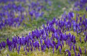 куда поехать на выходные в Украине,куда поехать на выходные в Закарпатье, куда поехать на выходные в Карпаты, Долина крокусов Колочава