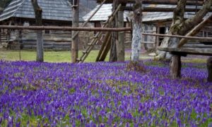 куда поехать на выходные в Украине,куда поехать на выходные в Закарпатье, куда поехать на выходные в Карпаты, Долина крокусов Колочава