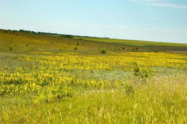 куда поехать на выходные в Украине весной, куда поехать на выходные в Виннице,долина ирисов, цветение диких ирисов