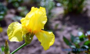 кула поехать на выходные в Украине весной, куда поехать на выходные в Виннице,долина ирисов, цветение диких ирисов