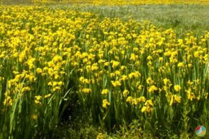 кула поехать на выходные в Украине весной, куда поехать на выходные в Виннице,долина ирисов, цветение диких ирисов