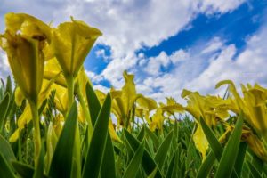кула поехать на выходные в Украине весной, куда поехать на выходные в Виннице,долина ирисов, цветение диких ирисов