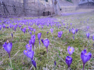 куда поехать на выходные в Украине,куда поехать на выходные в Закарпатье, куда поехать на выходные в Карпаты, Долина крокусов Колочава