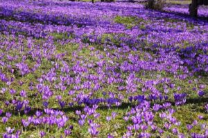 куда поехать на выходные в Украине,куда поехать на выходные в Закарпатье, куда поехать на выходные в Карпаты, Долина крокусов Колочава