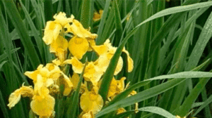 кула поехать на выходные в Украине весной, куда поехать на выходные в Виннице,долина ирисов, цветение диких ирисов