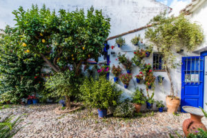 Фестиваль патио в Кордове-самые красивые дворики в мире!