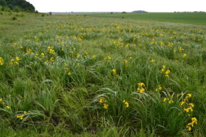 кула поехать на выходные в Украине весной, куда поехать на выходные в Виннице,долина ирисов, цветение диких ирисов