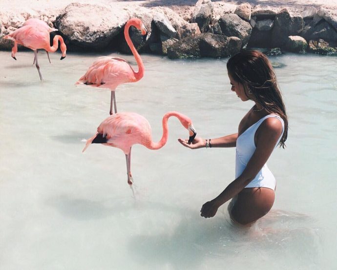 куда поехать на выходные аруба, куда поехать на выходные пляж розовых фламинго, пляж розовых фламинго фото, где пляж розовых фламинго, куда слетать на выходные