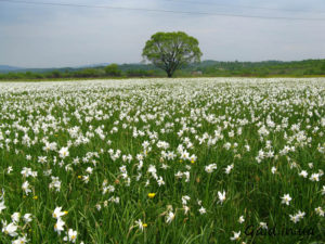 куда поехать на выходные в Украине весной, куда поехать в Украине, куда поехать на выходные в Украине