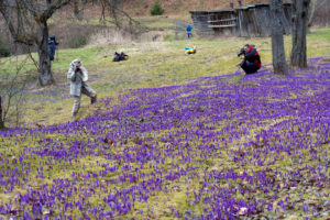 куда поехать на выходные в Украине,куда поехать на выходные в Закарпатье, куда поехать на выходные в Карпаты, Долина крокусов Колочава