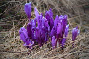 куда поехать на выходные в Украине,куда поехать на выходные в Закарпатье, куда поехать на выходные в Карпаты, Долина крокусов Колочава