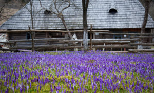 куда поехать на выходные в Украине,куда поехать на выходные в Закарпатье, куда поехать на выходные в Карпаты, Долина крокусов Колочава