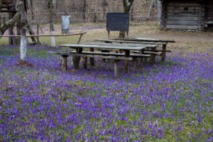 куда поехать на выходные в Украине,куда поехать на выходные в Закарпатье, куда поехать на выходные в Карпаты, Долина крокусов Колочава