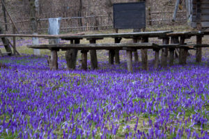 куда поехать на выходные в Украине,куда поехать на выходные в Закарпатье, куда поехать на выходные в Карпаты, Долина крокусов Колочава