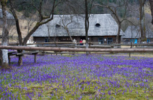 куда поехать на выходные в Украине,куда поехать на выходные в Закарпатье, куда поехать на выходные в Карпаты, Долина крокусов Колочава