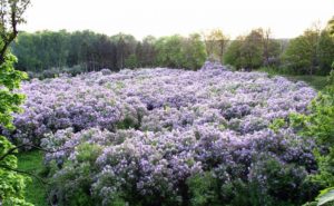 куда поехать на выходные в Украине весной, куда поехать в Украине, куда поехать на выходные в Украине