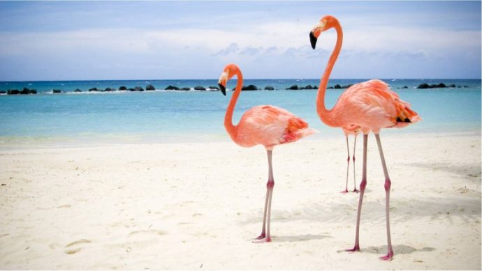 куда поехать на выходные аруба, куда поехать на выходные пляж розовых фламинго, пляж розовых фламинго фото, где пляж розовых фламинго, куда слетать на выходные