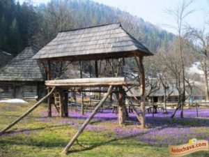 куда поехать на выходные в Украине,куда поехать на выходные в Закарпатье, куда поехать на выходные в Карпаты, Долина крокусов Колочава
