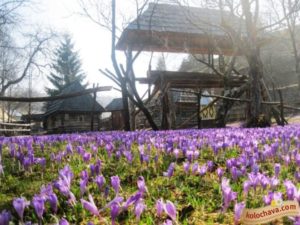 куда поехать на выходные в Украине,куда поехать на выходные в Закарпатье, куда поехать на выходные в Карпаты, Долина крокусов Колочава