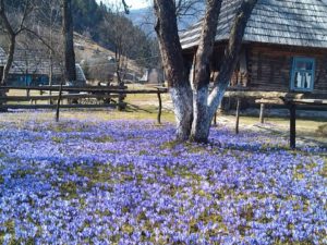 куда поехать на выходные в Украине,куда поехать на выходные в Закарпатье, куда поехать на выходные в Карпаты, Долина крокусов Колочава