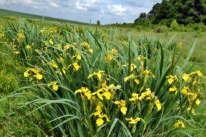 кула поехать на выходные в Украине весной, куда поехать на выходные в Виннице,долина ирисов, цветение диких ирисов