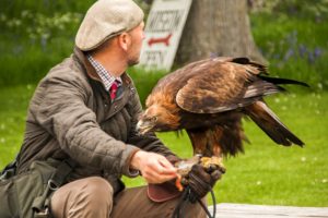 Замок Данробин (Dunrobin Castle) Шотландия, куда поехать на выходные в Шотландии, куда поехать на выходные в Европе, куда слетать на выходные в Европу, Соколиная охота в Европе, соколиная охота посмотреть